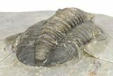 Diademaproetus Trilobite - Ofaten, Morocco #273382-5